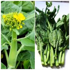 Yu Choy Sum Seeds for Planting – Heirloom Non-GMO Garden Seeds