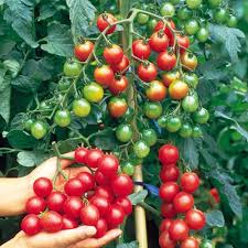 Red Bell Tomato Seeds