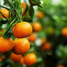 Tangerine Mandarin Orange Fruit Seeds for Planting – Heirloom Non-GMO Garden Seeds