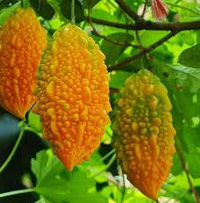 Orange Bitter Gourd Seeds