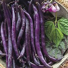 Purple Bean Seeds