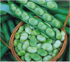 Dixie Butterpea Bean Seeds