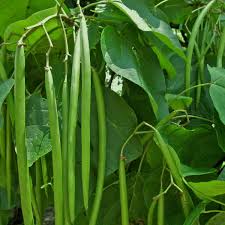 Catalpa Tree Seeds