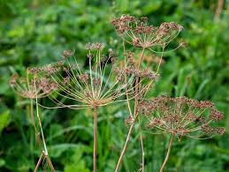 Dill Herb Seeds for Planting – Heirloom Non-GMO Garden Seeds