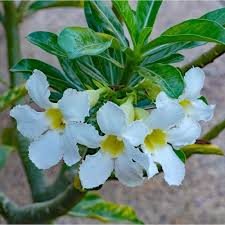 Adenium flower seeds