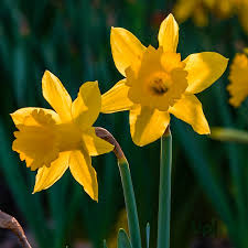 Deep Yellow flower seeds