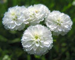 White Pellitory flower seeds