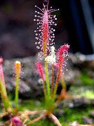 Drosera Chrysolepis flower seeds