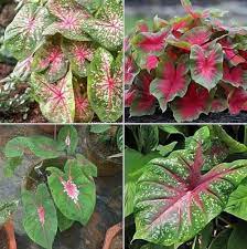 Teal Caladium flower seeds