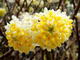 Yellow Edgeworthia flower seeds