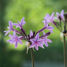 Tulbaghia Violacea flower seeds