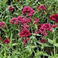 Red Valerian flower seeds