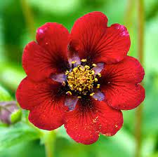 Red Potentilla flower seeds