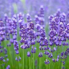 Purple Lavender flower seeds