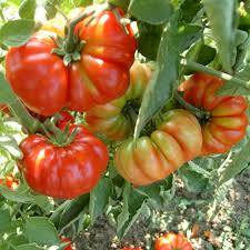 Sicilian Tonda Zucchini Seeds