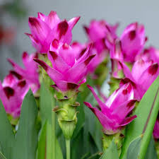 Curcuma flower seeds