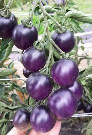 Blue Tomato Seeds for Planting – Rare Heirloom Garden Seeds