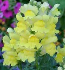 Light Yellow flower seeds