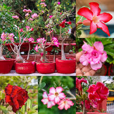 Adenium flower seeds