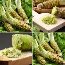 Horseradish Seeds