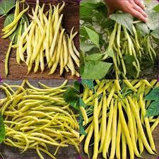 Yellow Wax Bean Seeds for Planting – Heirloom Garden Bean Seeds