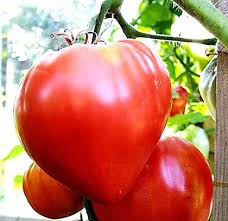 Oxheart Tomato Seeds for Planting – Heirloom Beefsteak Tomato Seeds