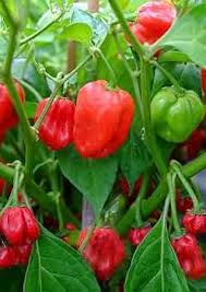 Scotch Bonnet Pepper Seeds