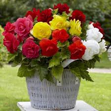 Begonia Tuberosa flower seeds
