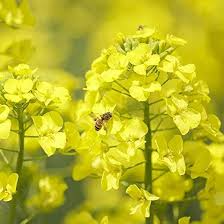 Yellow Edible flower seeds