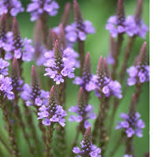 Blue Verbena flower seeds