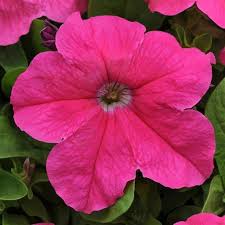 Cerise Pink flower seeds