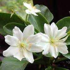 White Nevada flower seeds