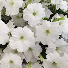 White Petunia flower seeds