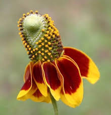 Ratibida Columnifera flower seeds