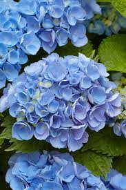 Blue Hydrangea flower seeds