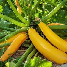 Yellow Crookneck Squash Seeds