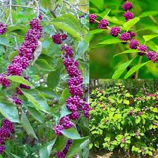 Violet Beautyberry Fruit Seeds for Planting with Vibrant Violet Berry Clusters
