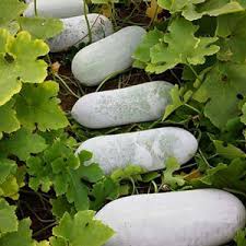 Wax Gourd Seeds for Planting – Heirloom Non-GMO Garden Seeds