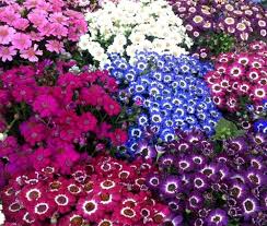 Color Florist'S flower seeds
