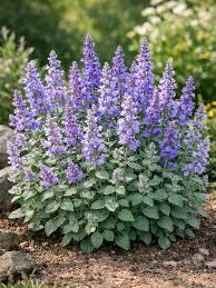 Cat Mint Herb Seeds for Planting – Heirloom Non-GMO Garden Seeds