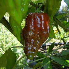 Chocolate Bhut Jolokia Pepper Seeds
