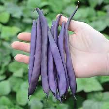 Burgundy Bean Seeds