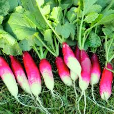 Radish Seeds