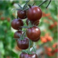 Chocolate Tomato Seeds for Planting – Heirloom Garden Seeds