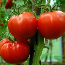 Beefmaster Tomato Seeds for Planting – Heirloom Garden Seeds