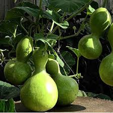 Birdhouse Gourd Seeds for Planting – Heirloom Non-GMO Garden Seeds
