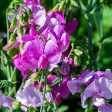 Peach Sweet flower seeds