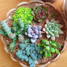 Sempervivum Hybridum flower seeds