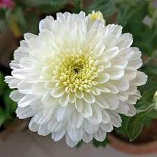White Chrysanthemum flower seeds