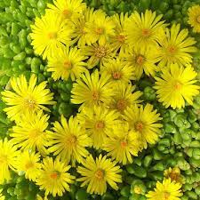 Yellow Delosperma flower seeds